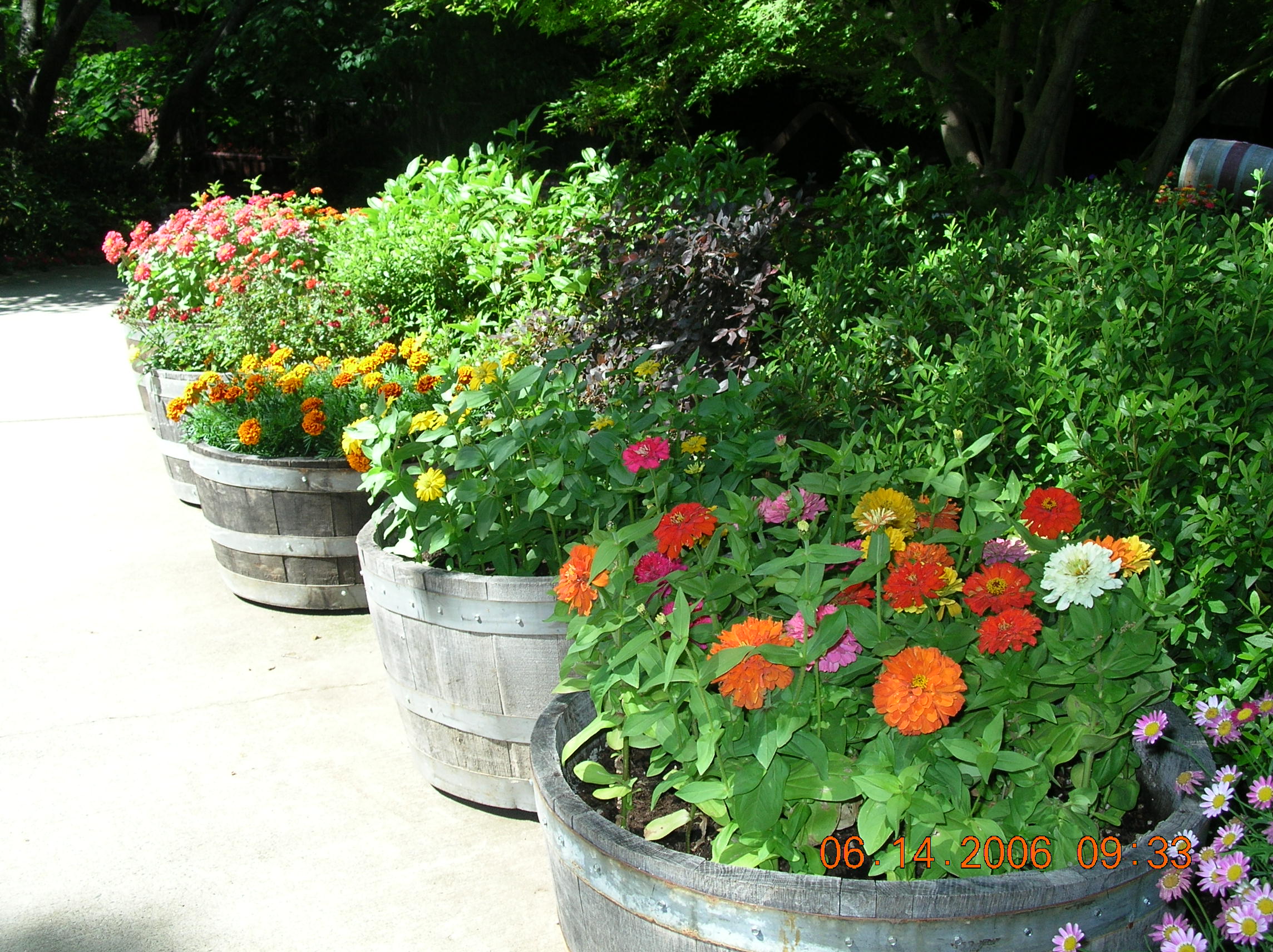 Ironstone Vineyards Flowers 05 28 2006 Murphys CA azaleas